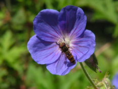 Geranium 'Brookside' bestellen